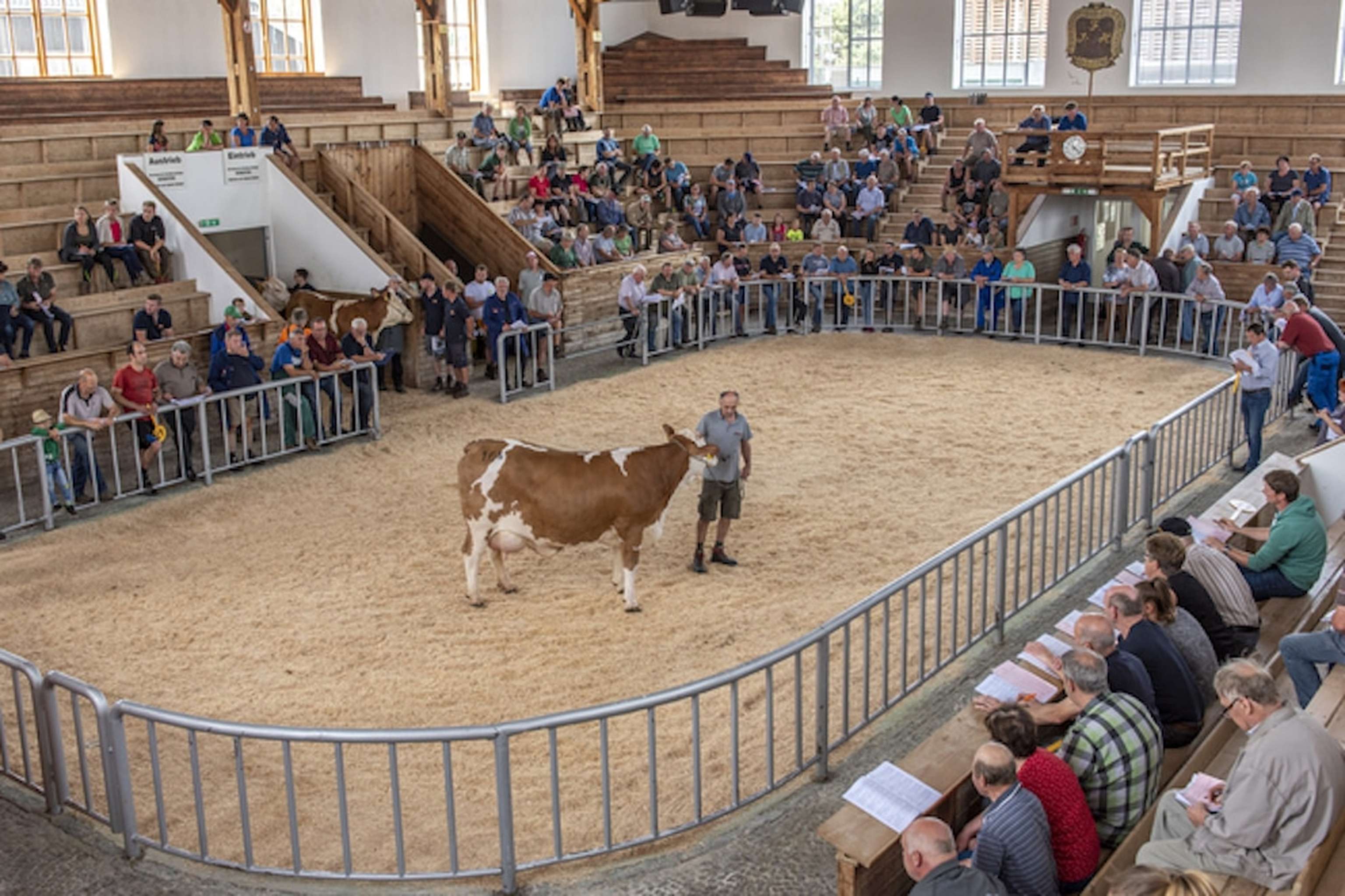 Versteigerung Zuchtrinder 12 ID91084 Size650px