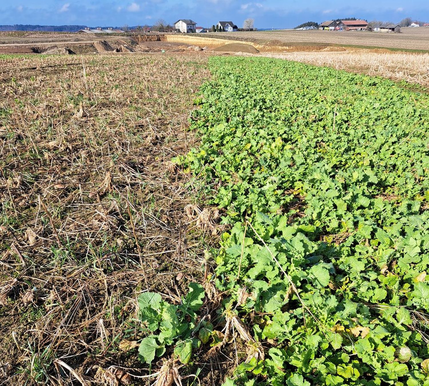 Bei Winterbegrünungen sind bestimmte Umbruchtermine zu beachten.