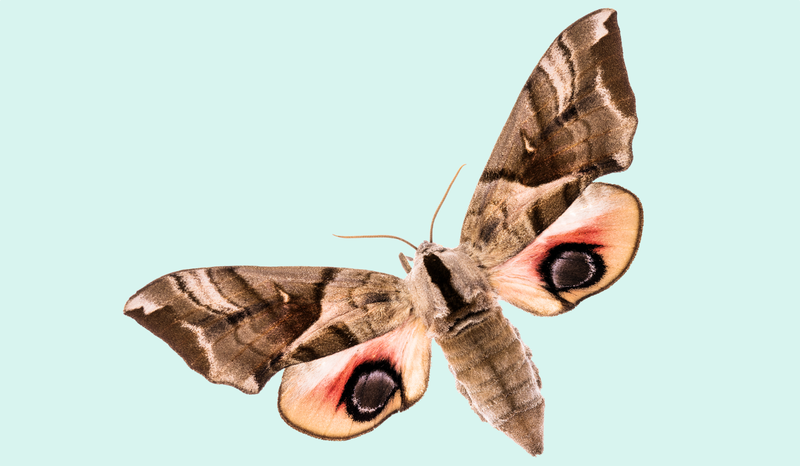 card.image.alt