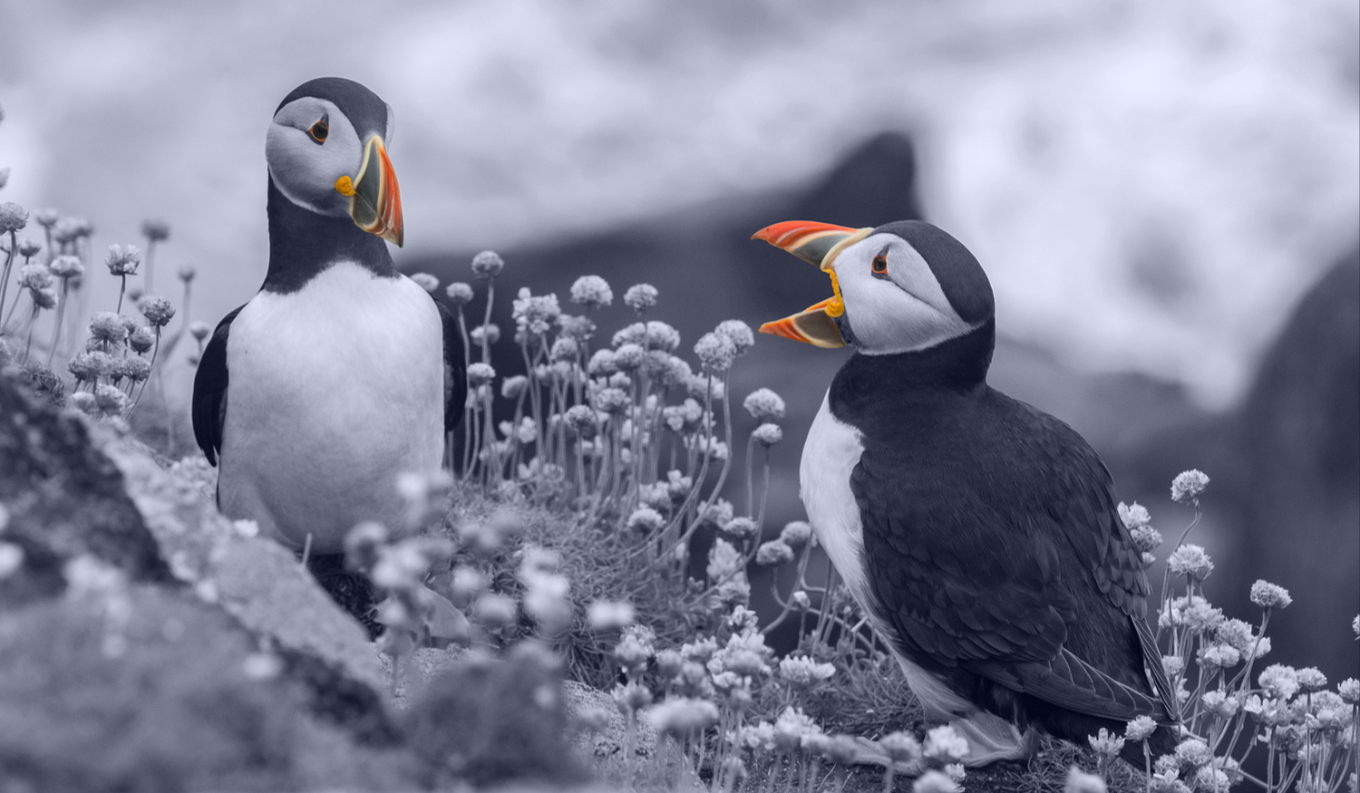 Two puffins among coastal flowers, one with an open beak, on a rocky cliff with a blurred background.