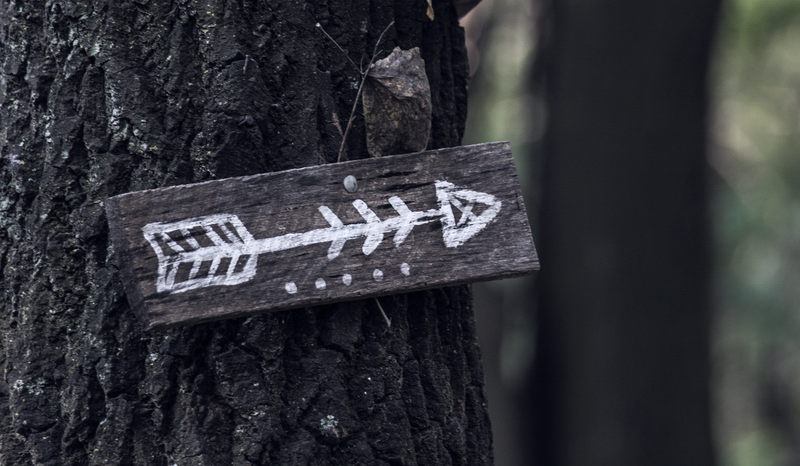 A wooden sign with a white arrow painted on it is nailed to a tree trunk in a forest setting. Signifying learning journeys that help you see the woods despite the trees