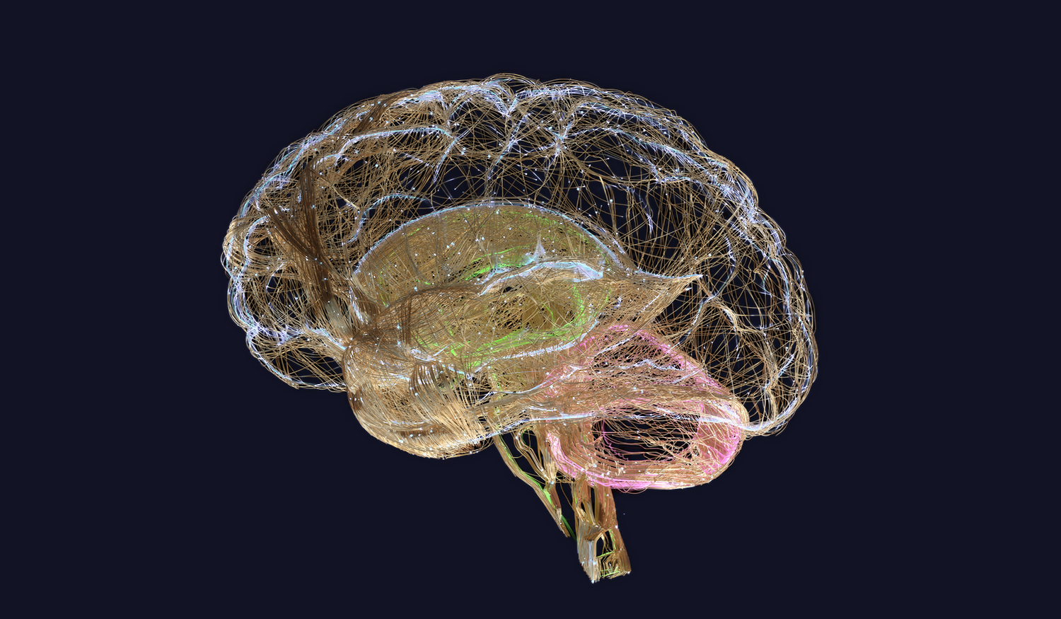 A digital 3D rendering of a human brain with intricate, multicolored neural networks on a dark background.