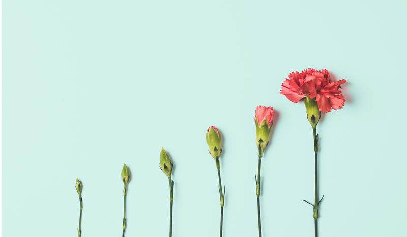 Six carnations in various stages of bloom arranged in a row against a light blue background.