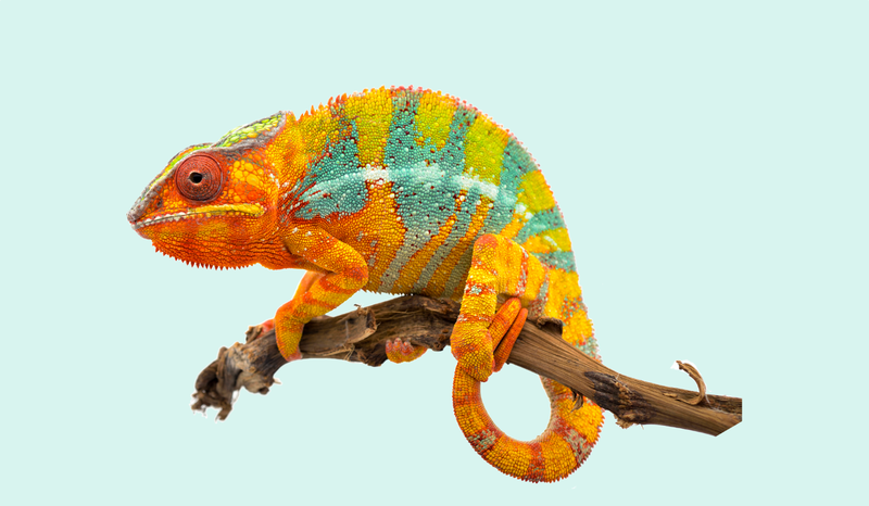 A vibrant chameleon with orange, green, and blue stripes perched on a branch against a light blue background.