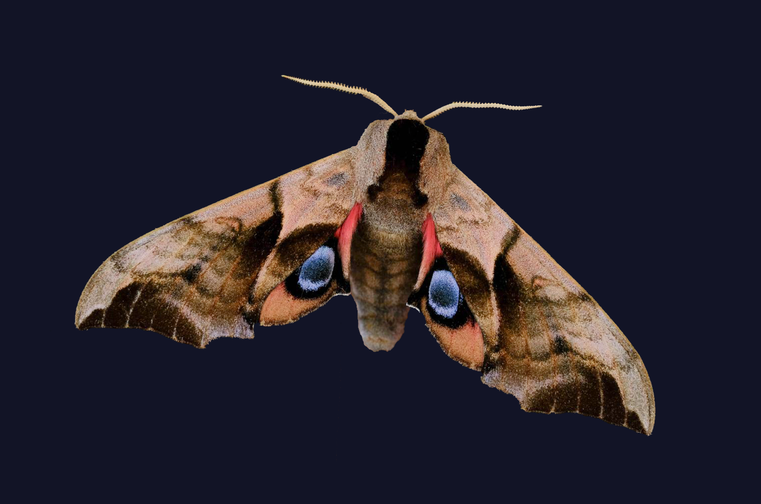 Close-up of a hawkmoth with intricate brown, pink, and blue patterns on its wings, set against a dark background.