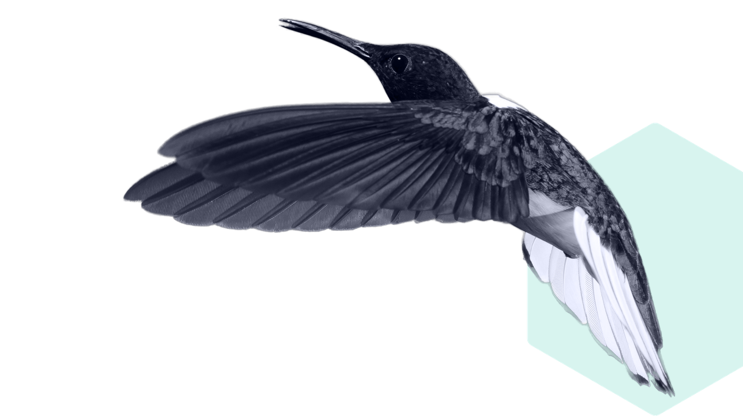 Black and white image of a hummingbird in flight with wings spread, set against a light green geometric shape.