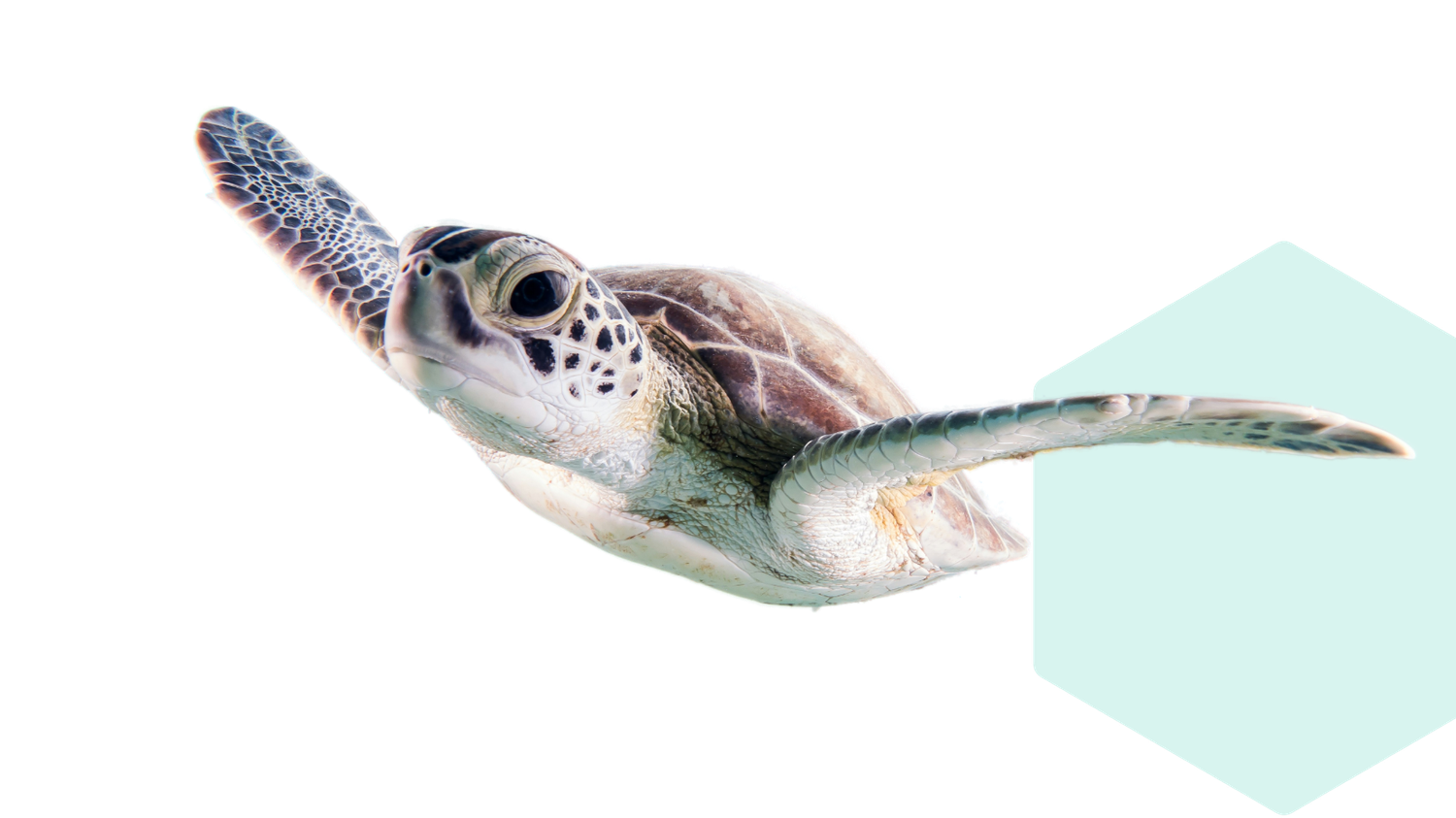 Sea turtle swimming gracefully with flippers outstretched against a plain background.