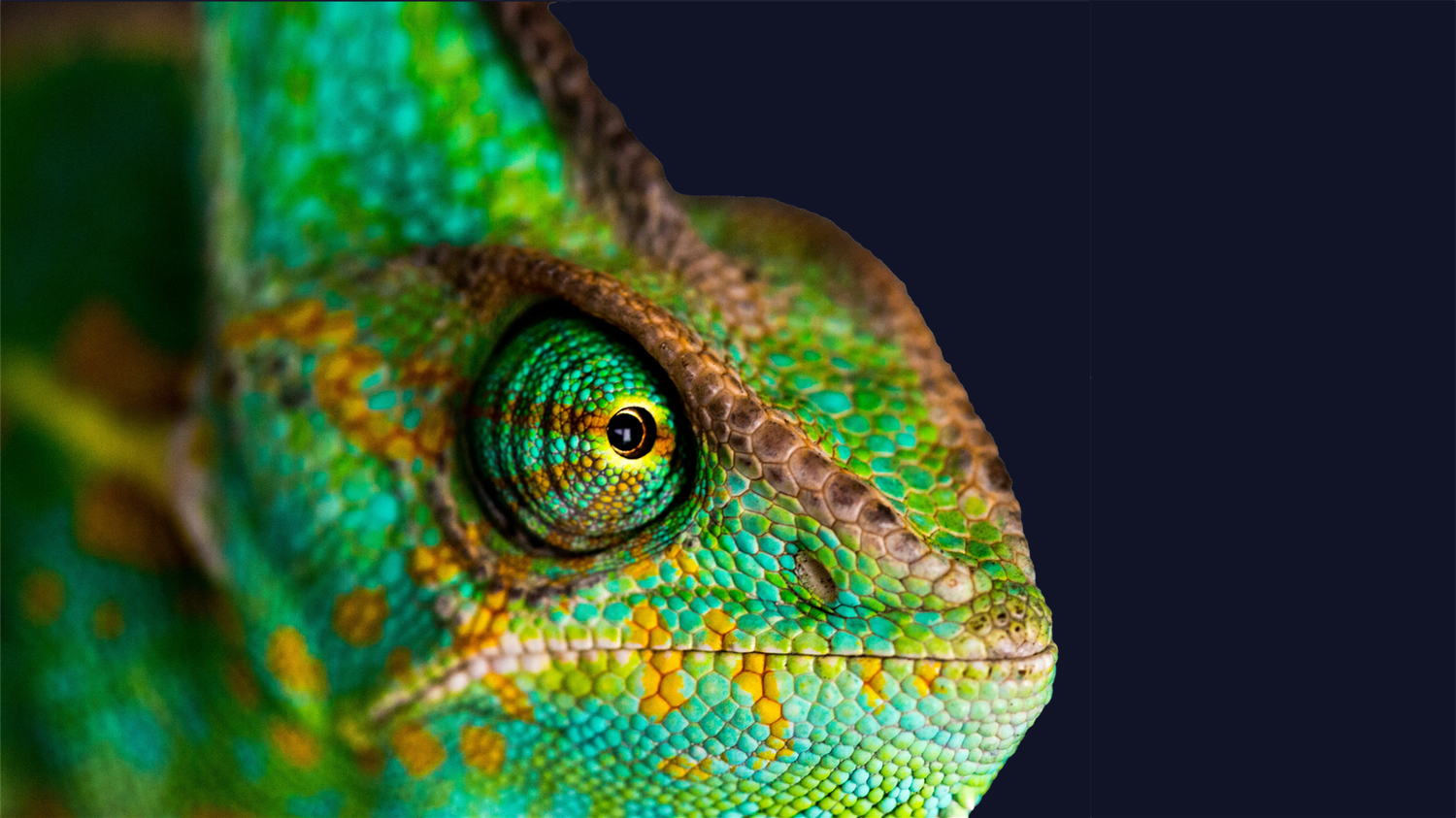 Close-up of a chameleon's head with vibrant green, blue, and orange scales against a dark background, showcasing its textured skin and eye detail.