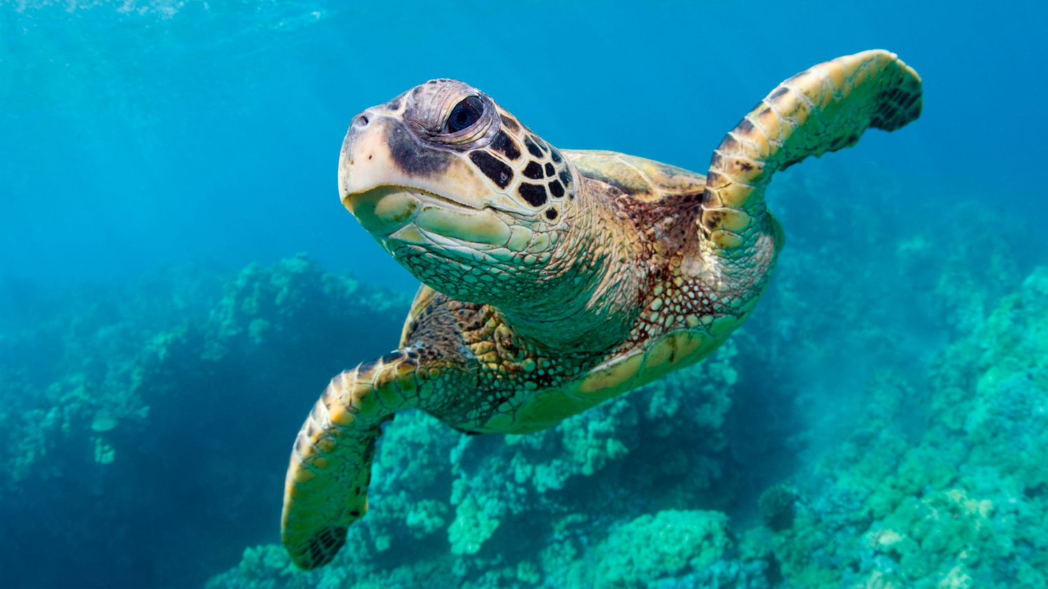 A sea turtle swims gracefully underwater, with outstretched flippers and a patterned shell, above a coral-covered ocean floor.