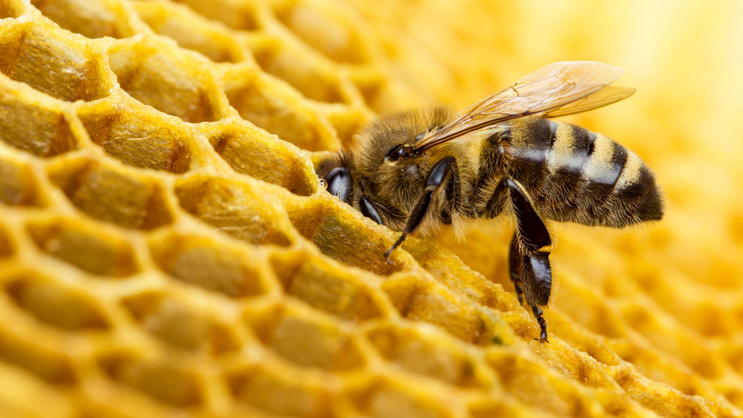 Close-up of a bee on a honeycomb, showcasing its detailed wings and striped body against the textured golden hexagonal cells.