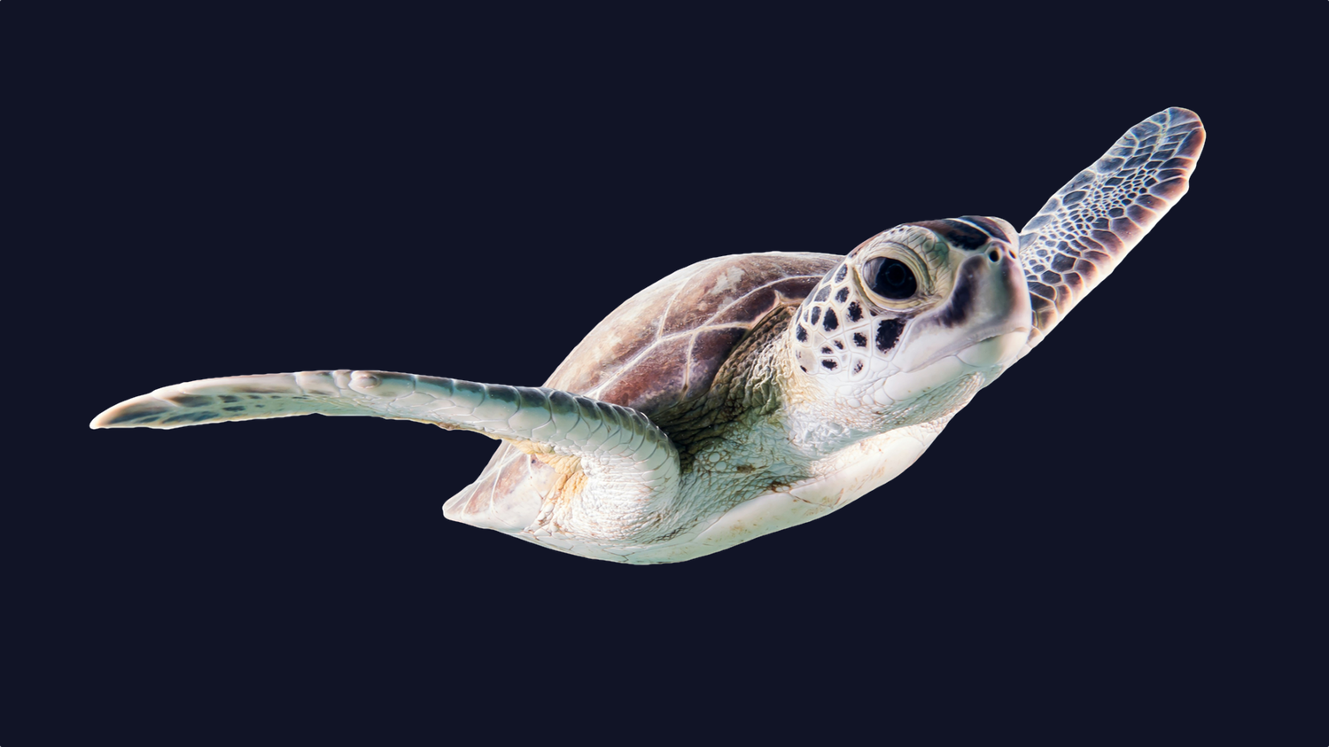Sea turtle swimming gracefully against a dark background, showcasing its patterned shell and flippers.