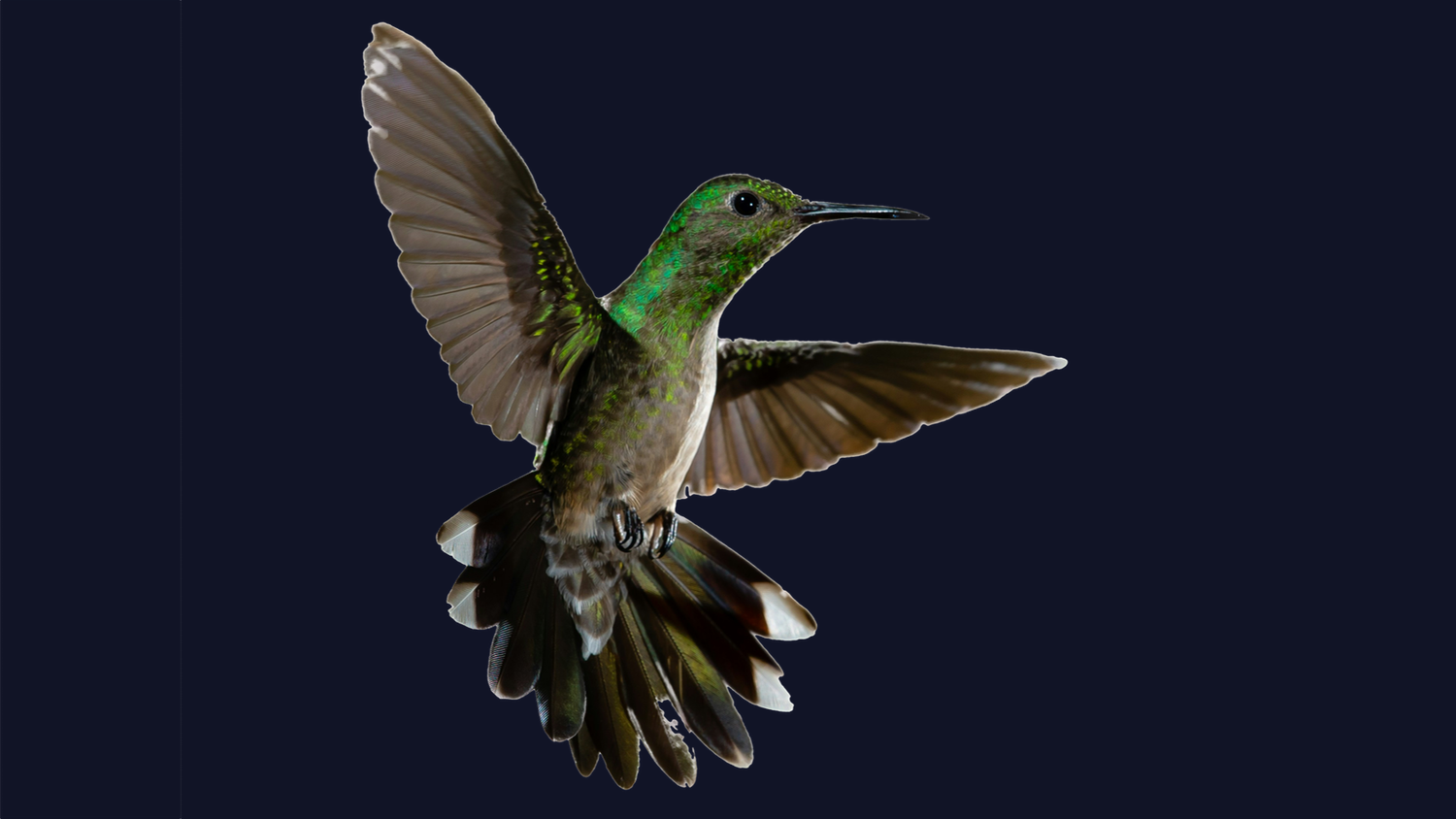 A vibrant green hummingbird in mid-flight against a dark background, wings spread wide and tail feathers fanned out.