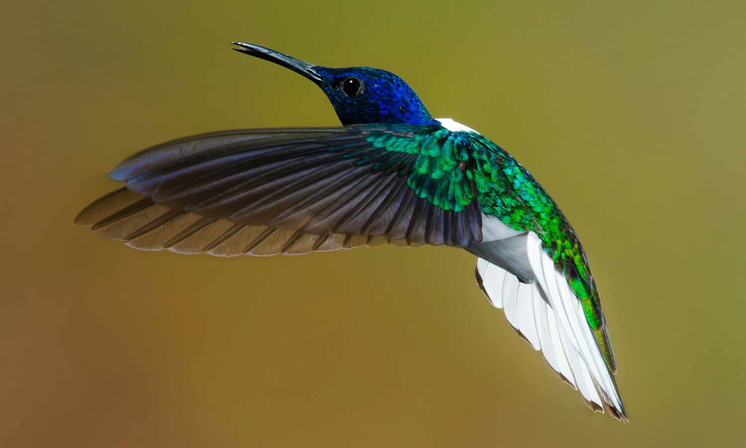 A vibrant hummingbird with blue, green, and white plumage hovers mid-air against a blurred brown background.