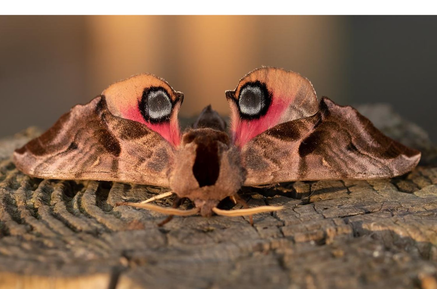 Close-up of a hawkmoth with striking eye-like patterns on its wings, resting on a textured wooden surface.