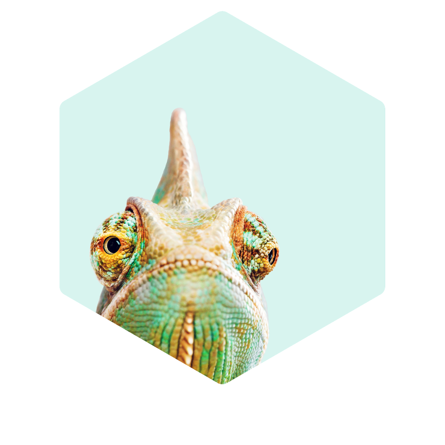 Close-up of a chameleon's face with vibrant green and yellow scales, set against a light blue hexagonal background.