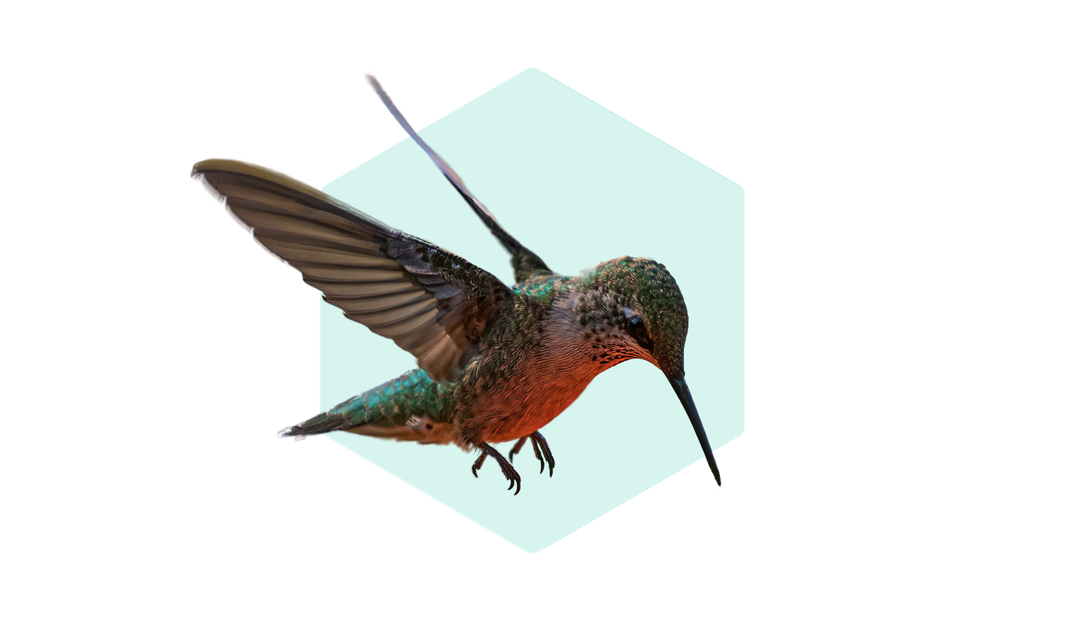 A hummingbird with iridescent green and orange feathers hovers in front of a light blue hexagon background.