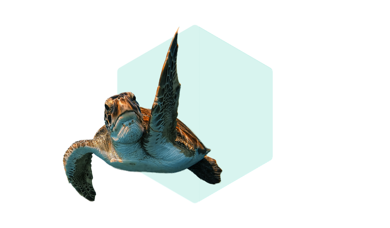 Sea turtle swimming in front of a light blue hexagonal shape on a white background.