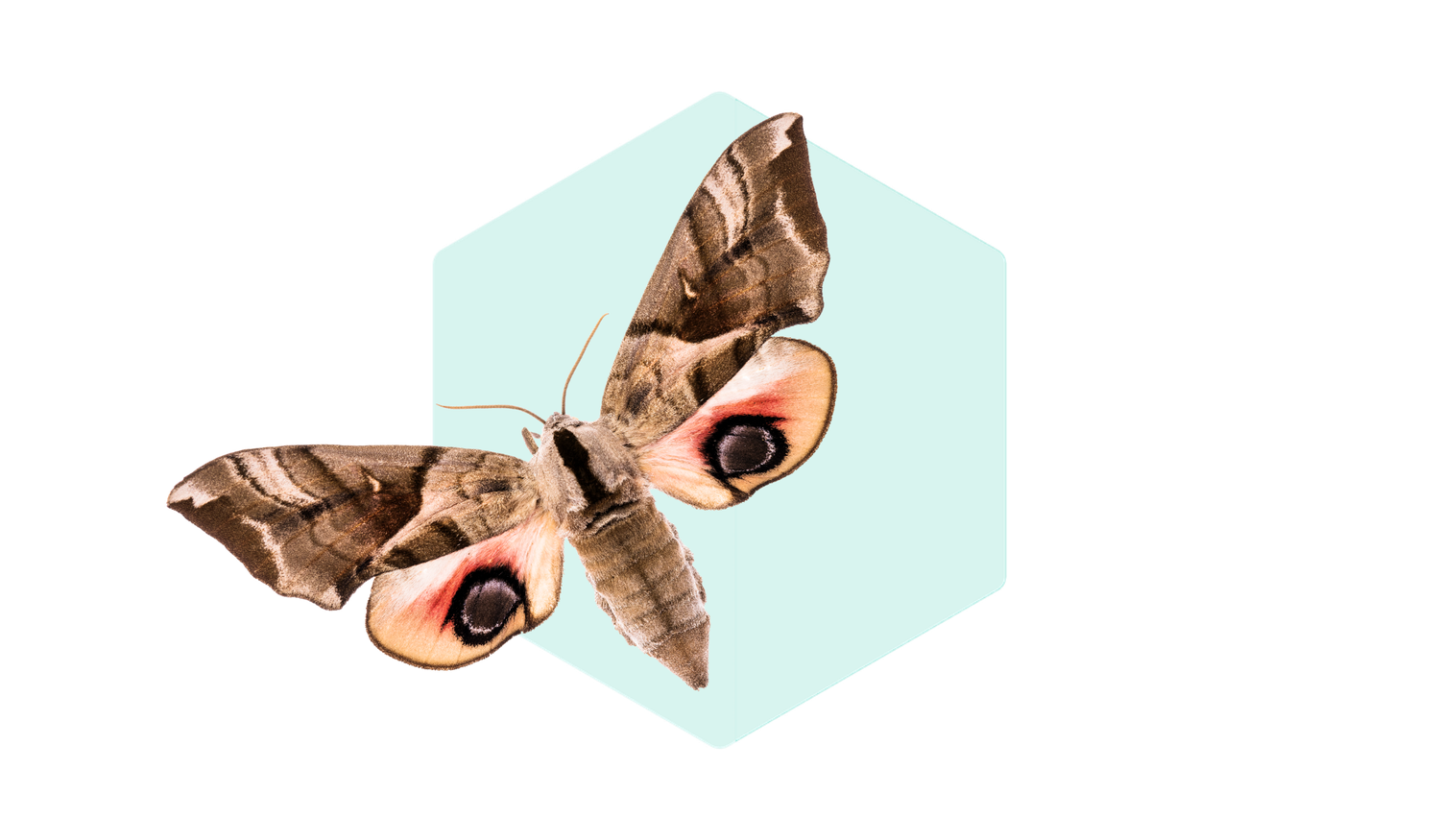 A moth with eye-like patterns on its wings is positioned in front of a light blue hexagon background.