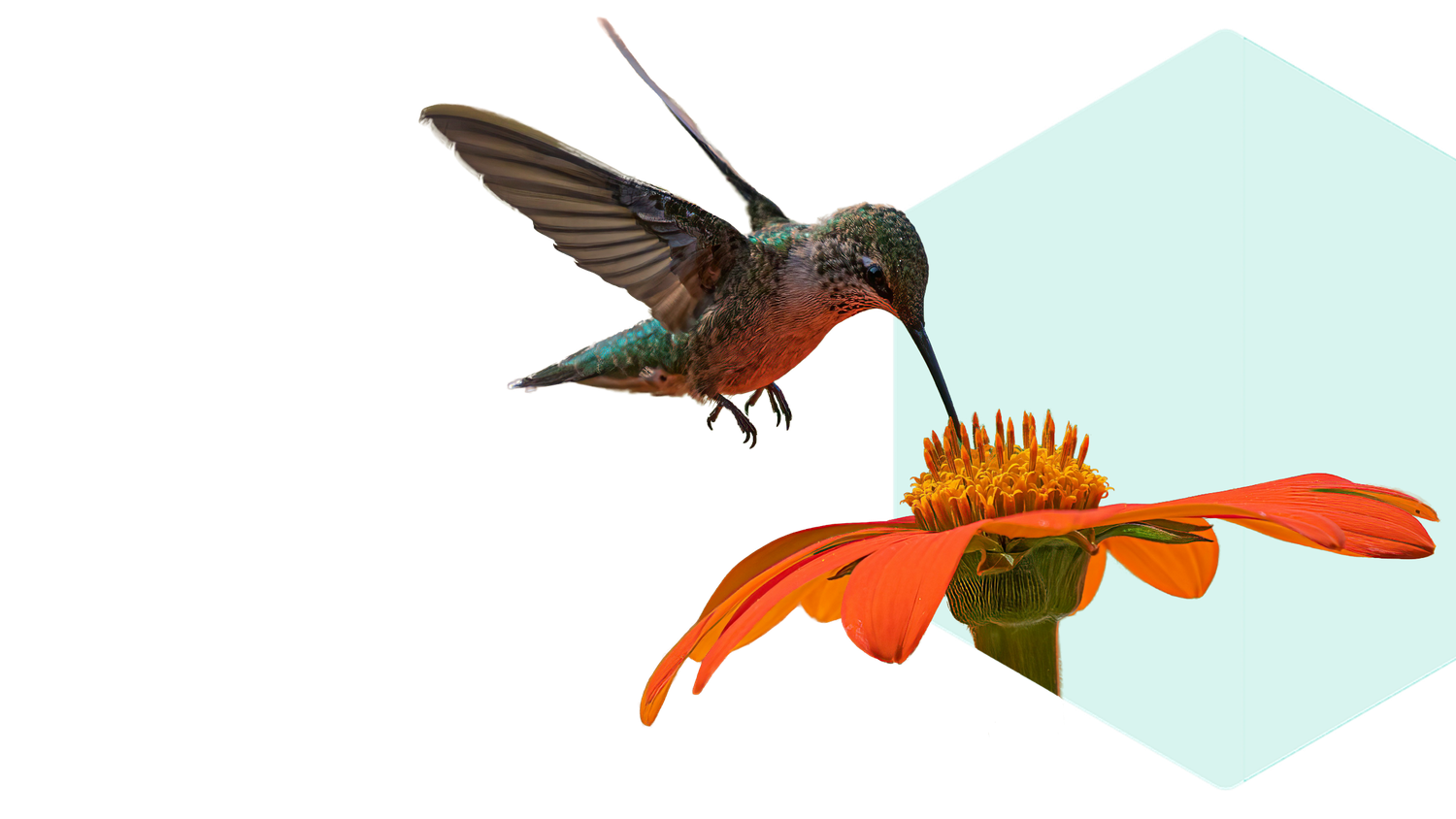 Hummingbird feeding on a vibrant orange flower against a light blue hexagonal background.