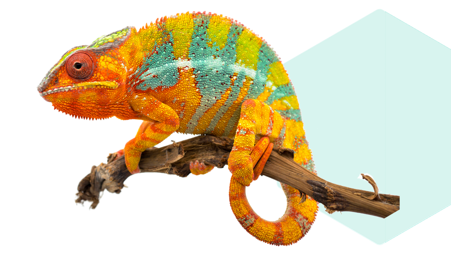 A vibrant chameleon with orange, green, and blue stripes perched on a branch against a light blue geometric background.