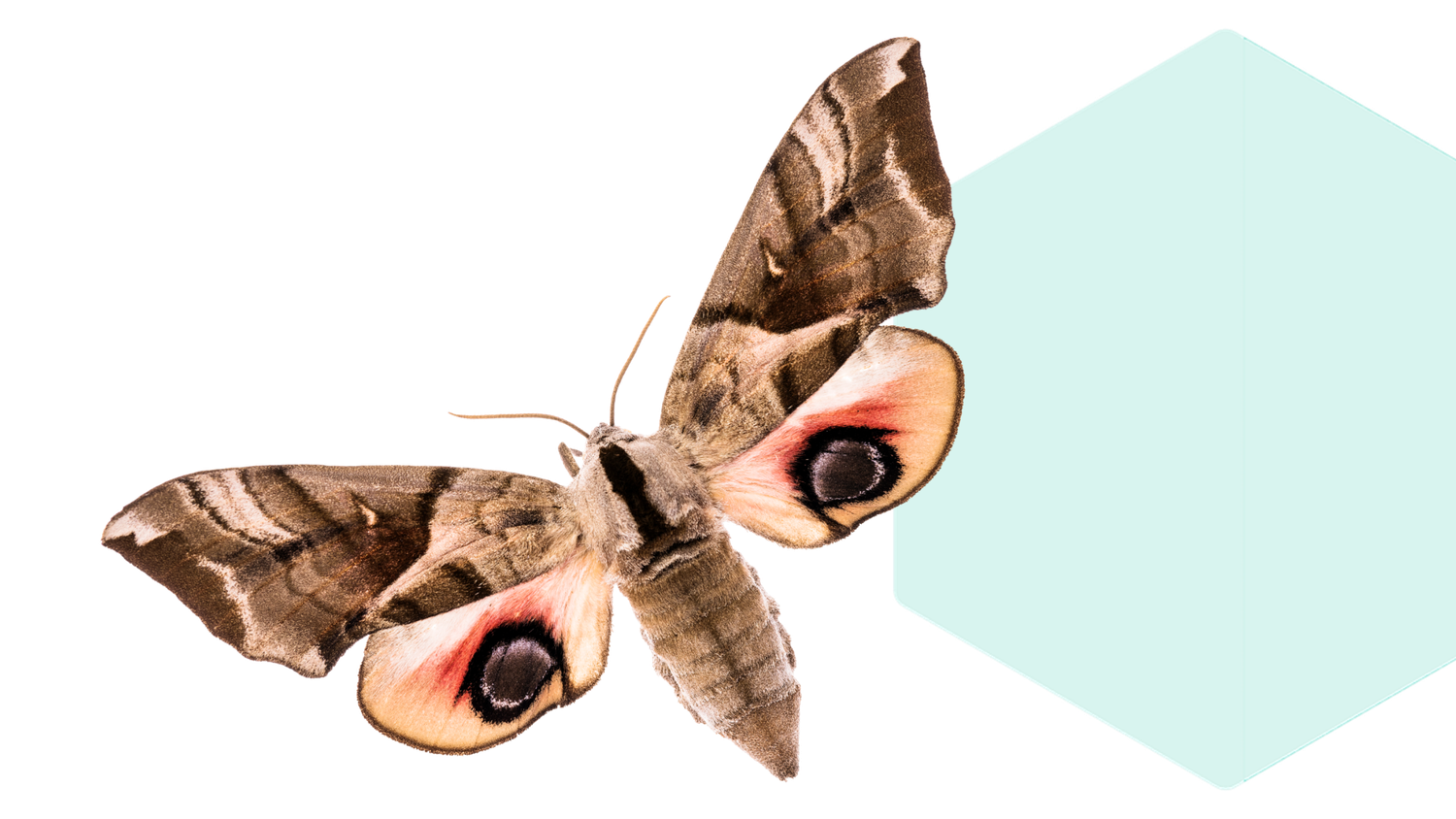 A moth with brown and pink-patterned wings is flying next to a light blue hexagon.
