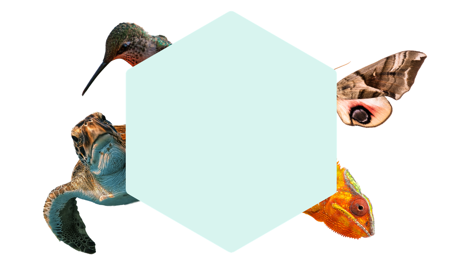 Hexagon with a hummingbird, butterfly, chameleon, and turtle peeking from the edges on a white background.