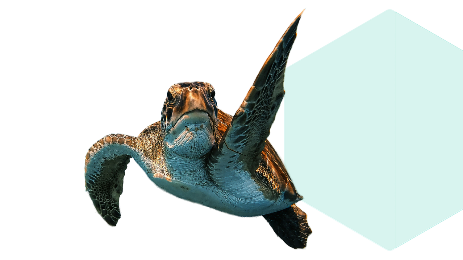 Sea turtle swimming with one flipper raised, against a light blue hexagonal background.