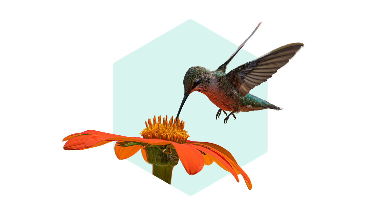 Hummingbird feeding on a vibrant orange flower, set against a light blue hexagonal background.