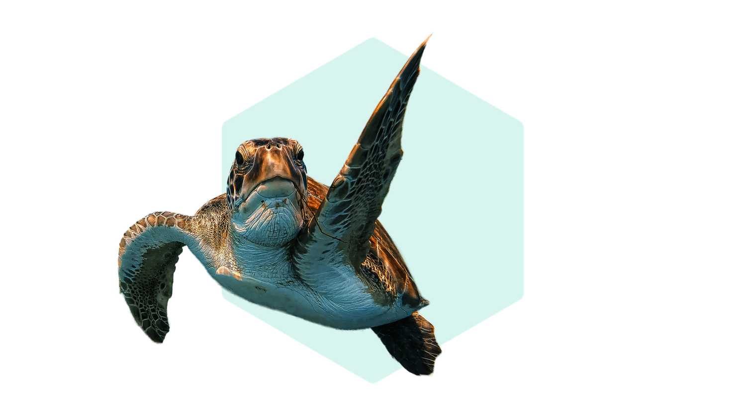 A sea turtle swimming, framed by a light blue hexagon background.