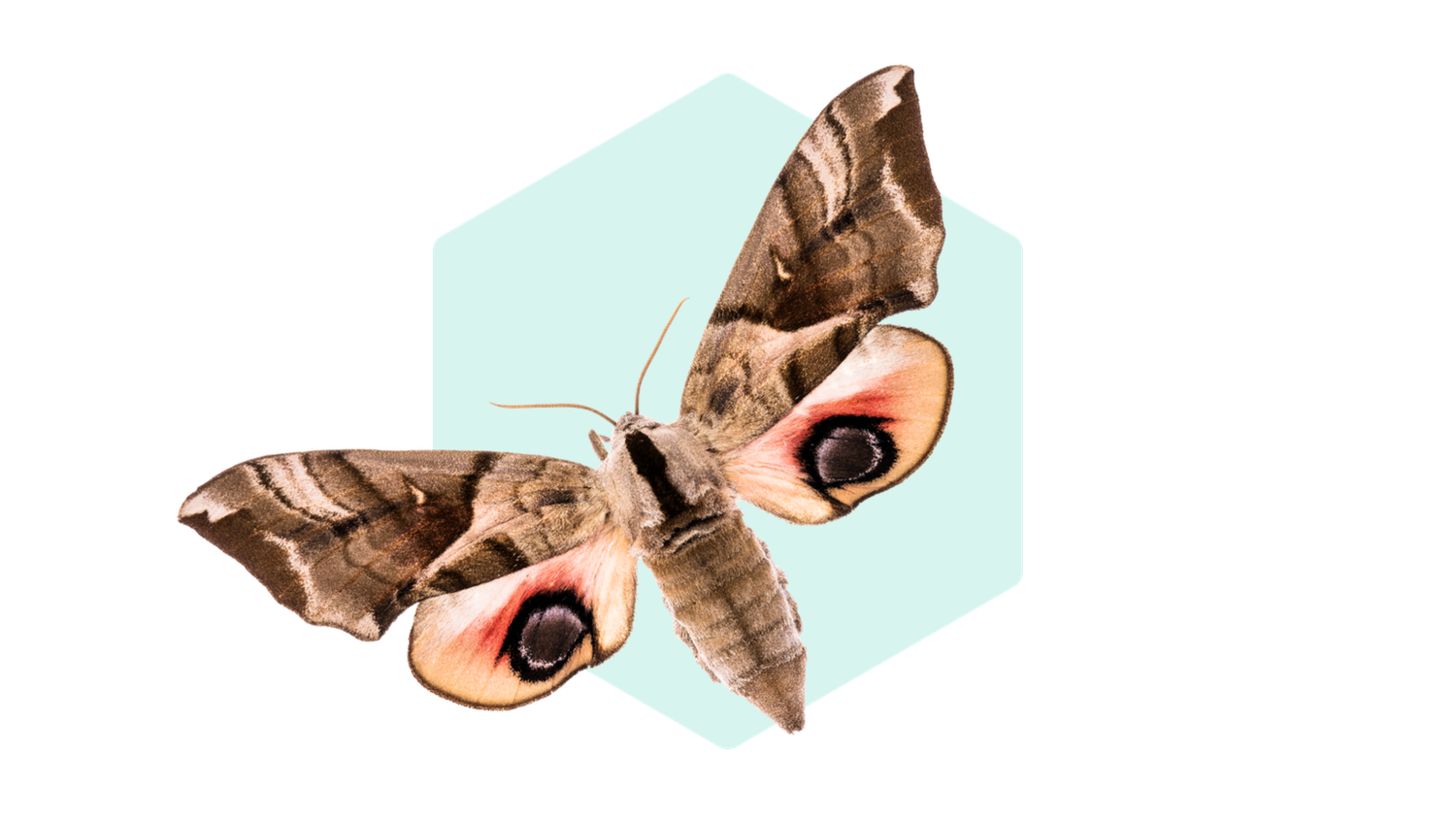 Brown moth with eye-like patterns on wings, set against a light blue hexagonal background.
