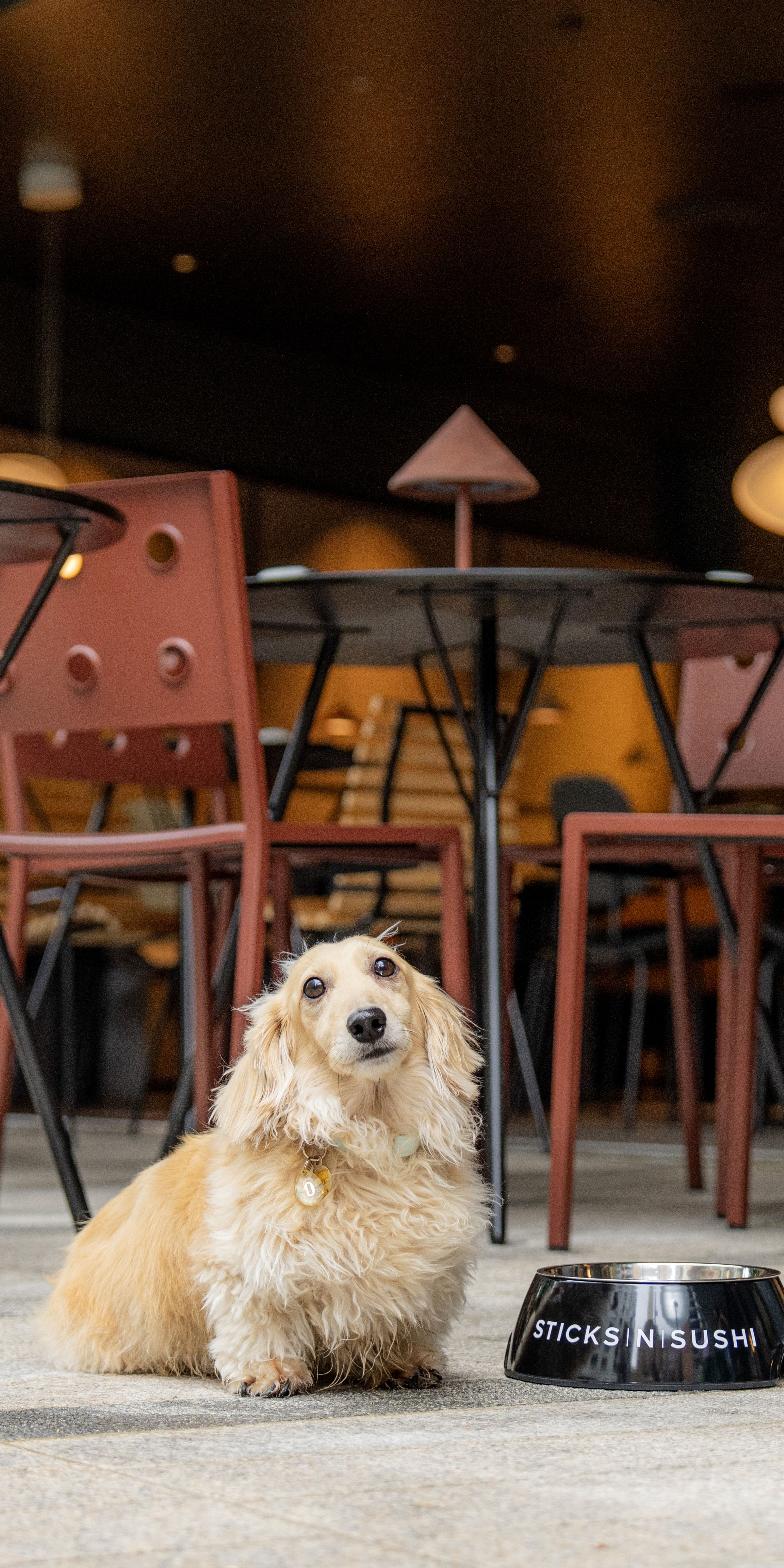 dog, dog-friendly, restaurant