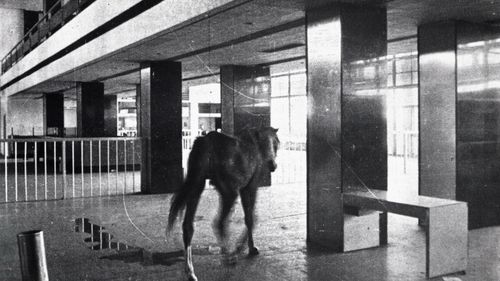 A Horse at Beirut's International Airport