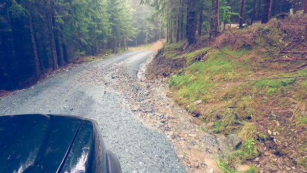 Überschwemmung Trail Wald