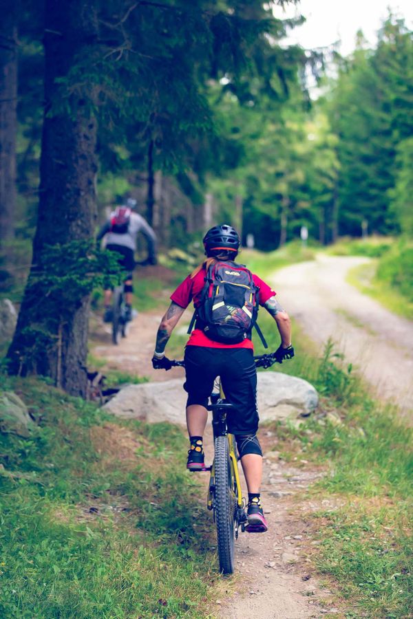 Almrauschtrail Wald Stein