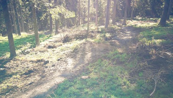 Wald neu Trail