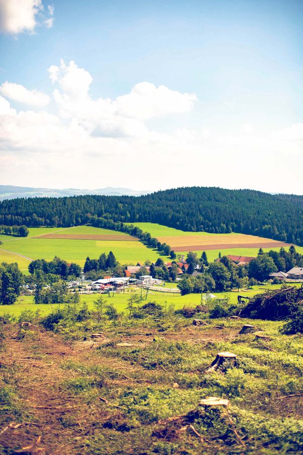 Hügel Felder Baumstümpfe