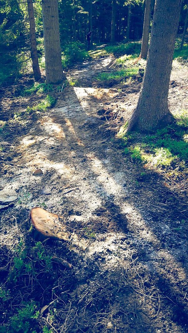 Neu Trail Wald 