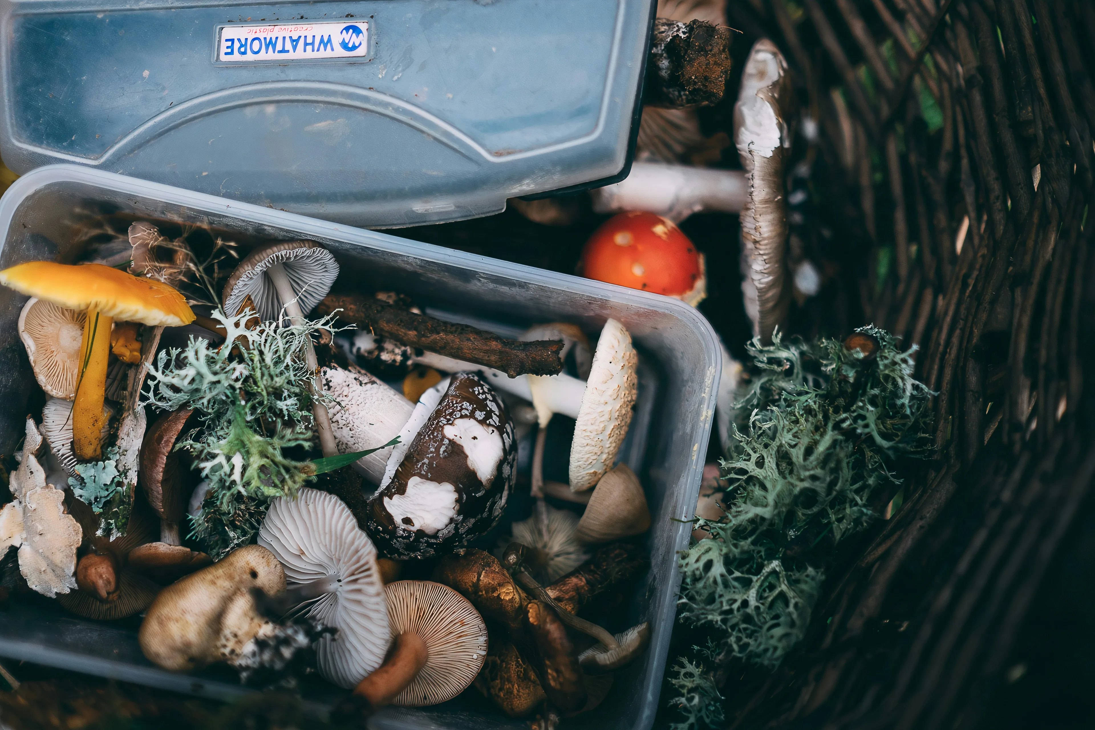 wild foraging workshop