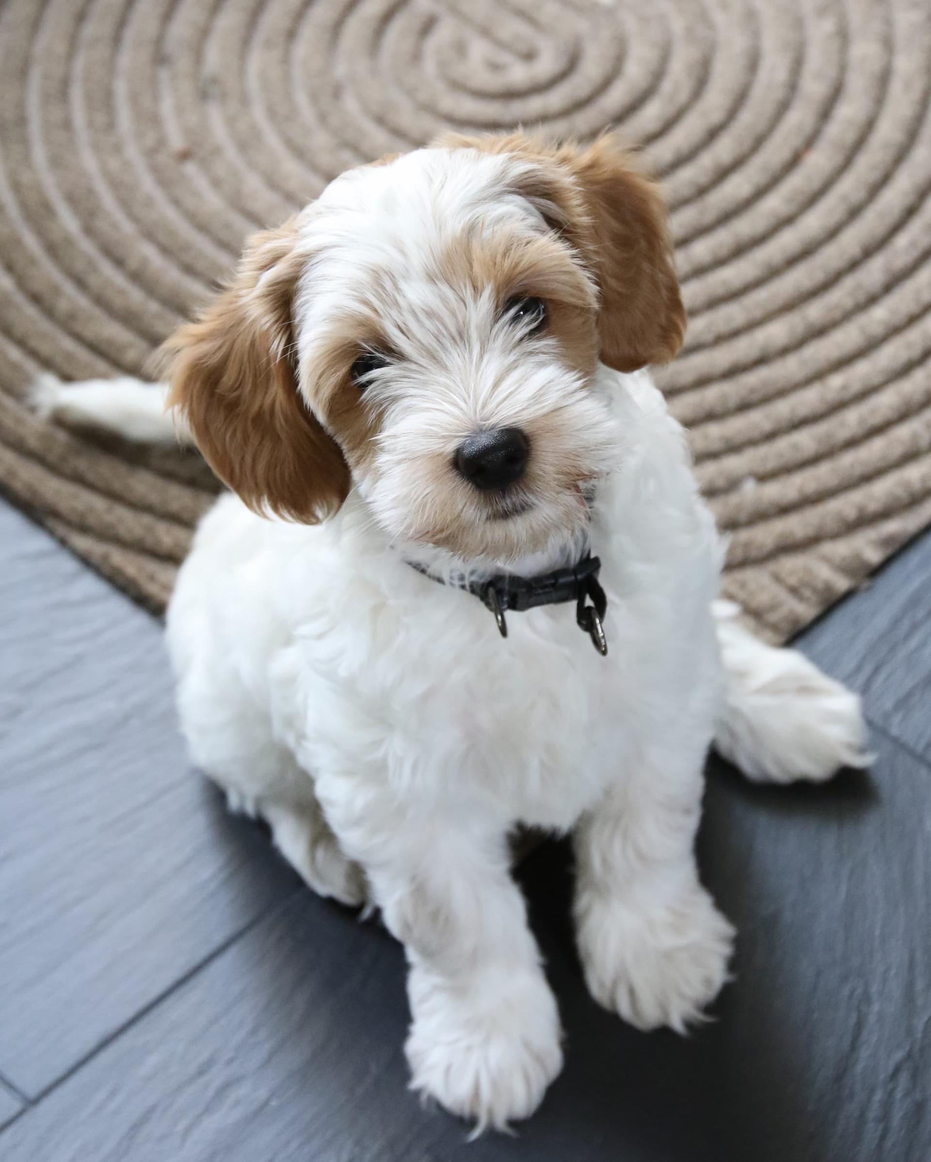 A fluffy white and tan puppy with a black collar sits on a Heymat Sand doormat, looking up with a curious expression. A circular rug is in the background.