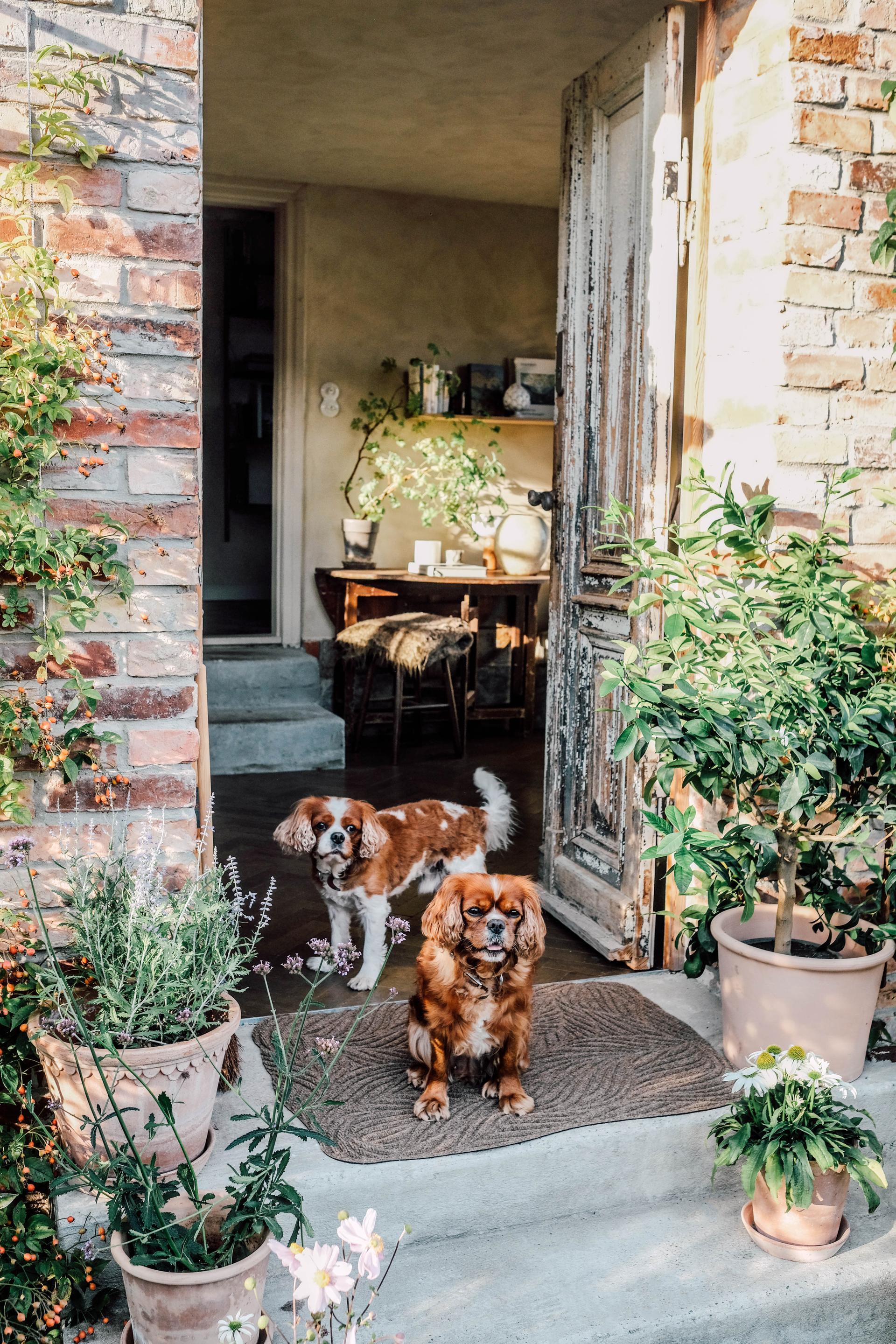 Two dogs sit by an open rustic door of a cozy house, on a Heymat Twine outdoor entrymat, surrounded by potted plants and flowerpots on a sunny day.