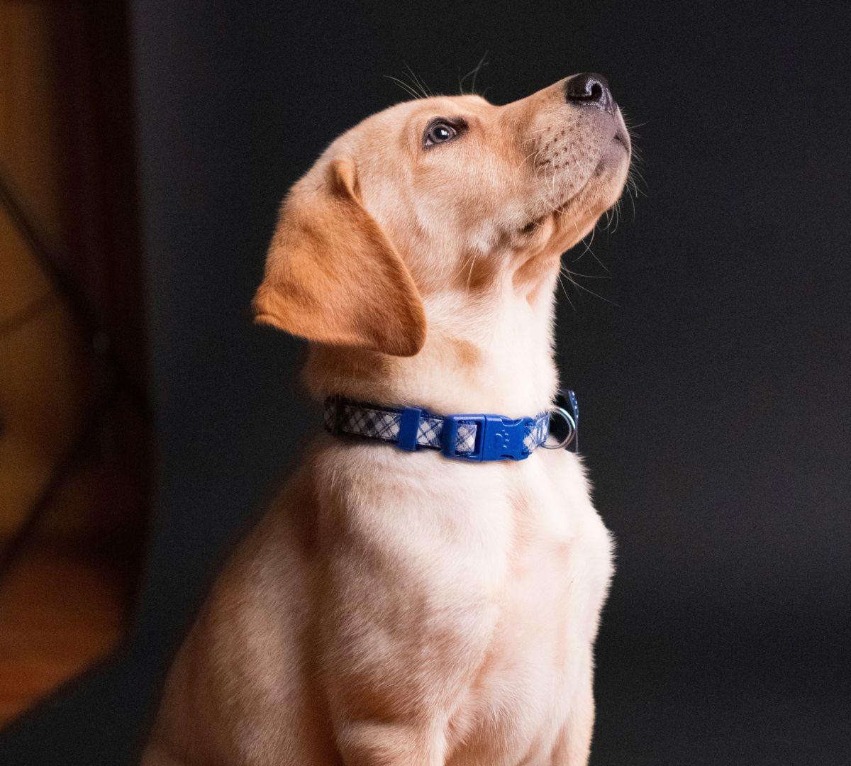 Labradorinnoutaja – näin muutat koiran kanssa sujuvasti