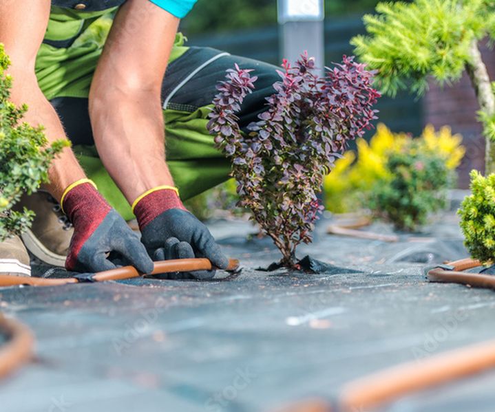 Eine Tropfbewässerung ist entlang von Pflanzen verlegt und gibt Wasser gezielt an die Wurzeln ab.