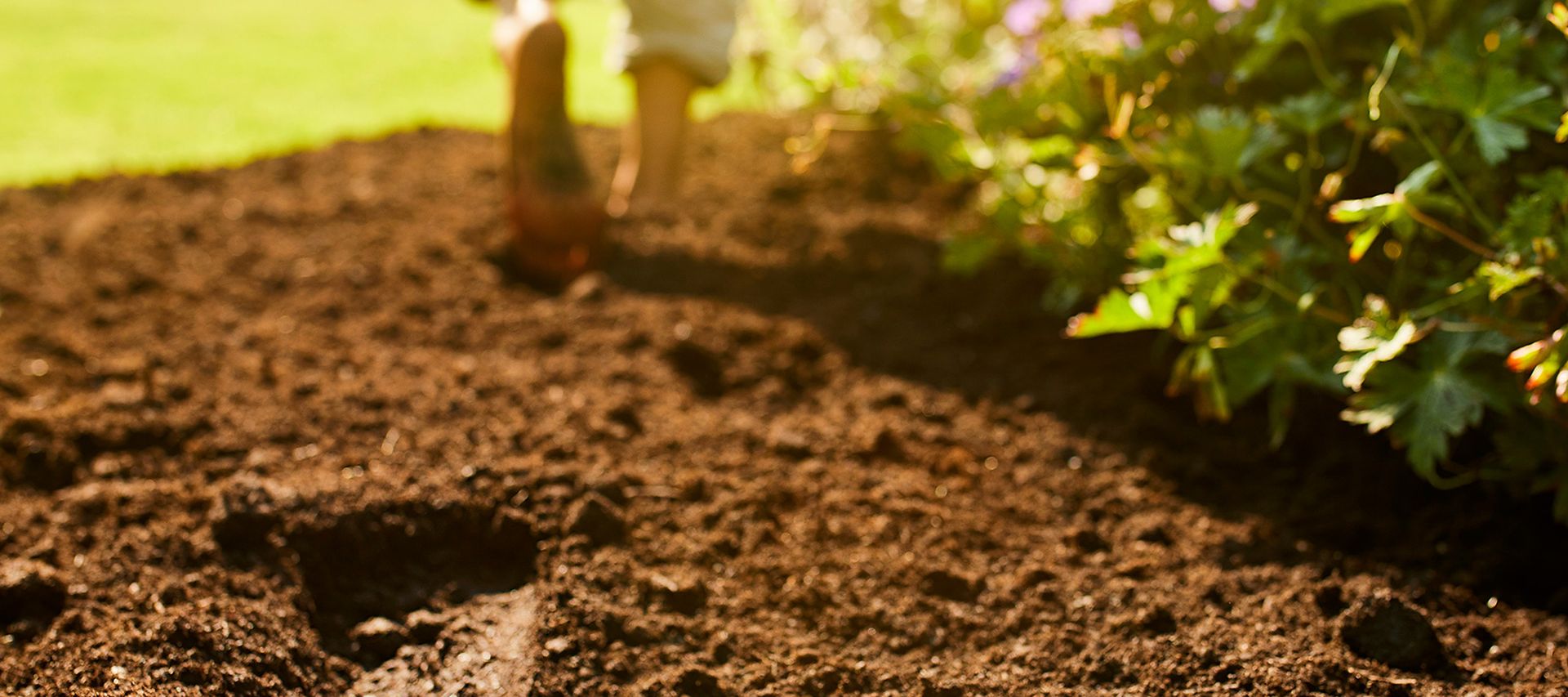 Rasensaat ist gleichmäßig auf einer Rasenfläche ausgebracht und bereitet den Boden für neues Grün vor.