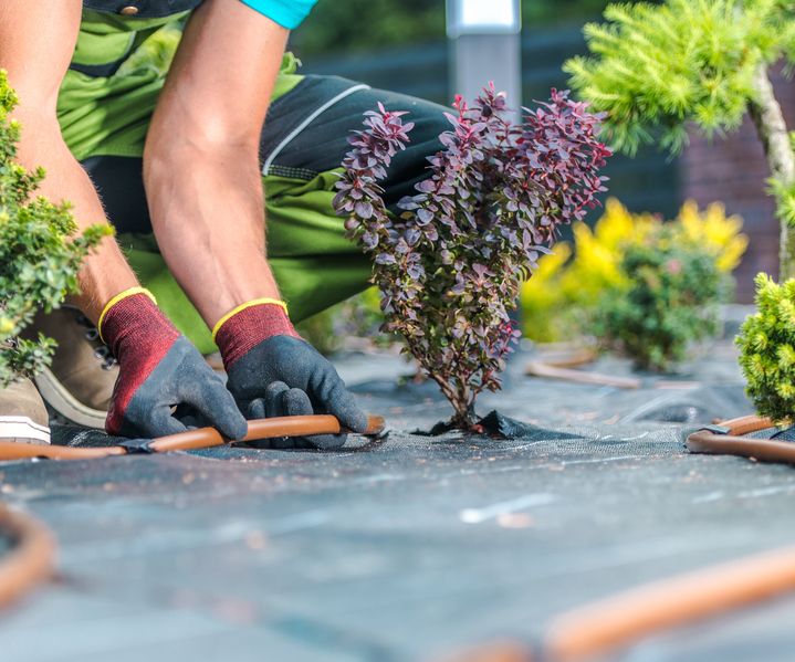 Eine Tropfbewässerung ist entlang von Pflanzen verlegt und gibt Wasser gezielt an die Wurzeln ab.