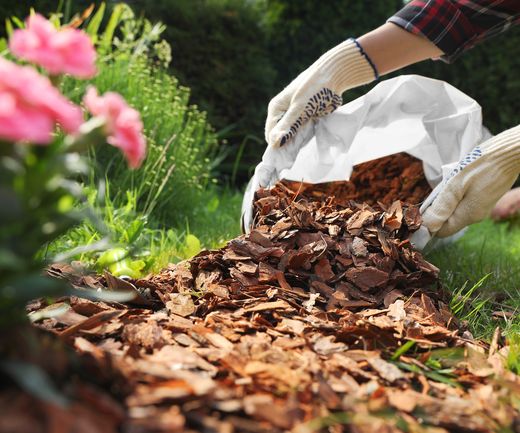 Gartenarbeit mit Handschuhen beim Ausbringen von Rindenmulch im Beet