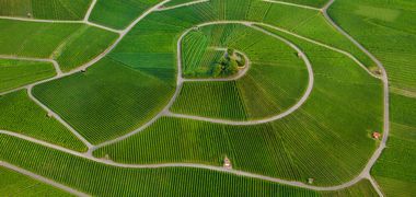 Eine Luftaufnahme von frühlingsgrünen Weinbergen am Stiftsberg bei Heilbronn