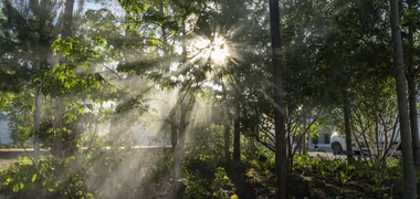 Die Sonne bricht durch die Baumkronen eines Klimawäldchens in Heilbronn