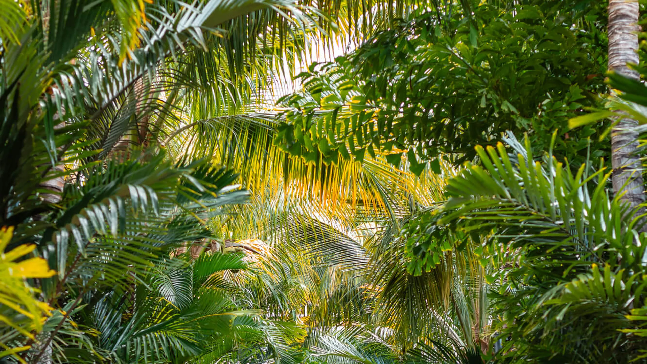 Entrée arboré Saint Barth Carl Gustaf