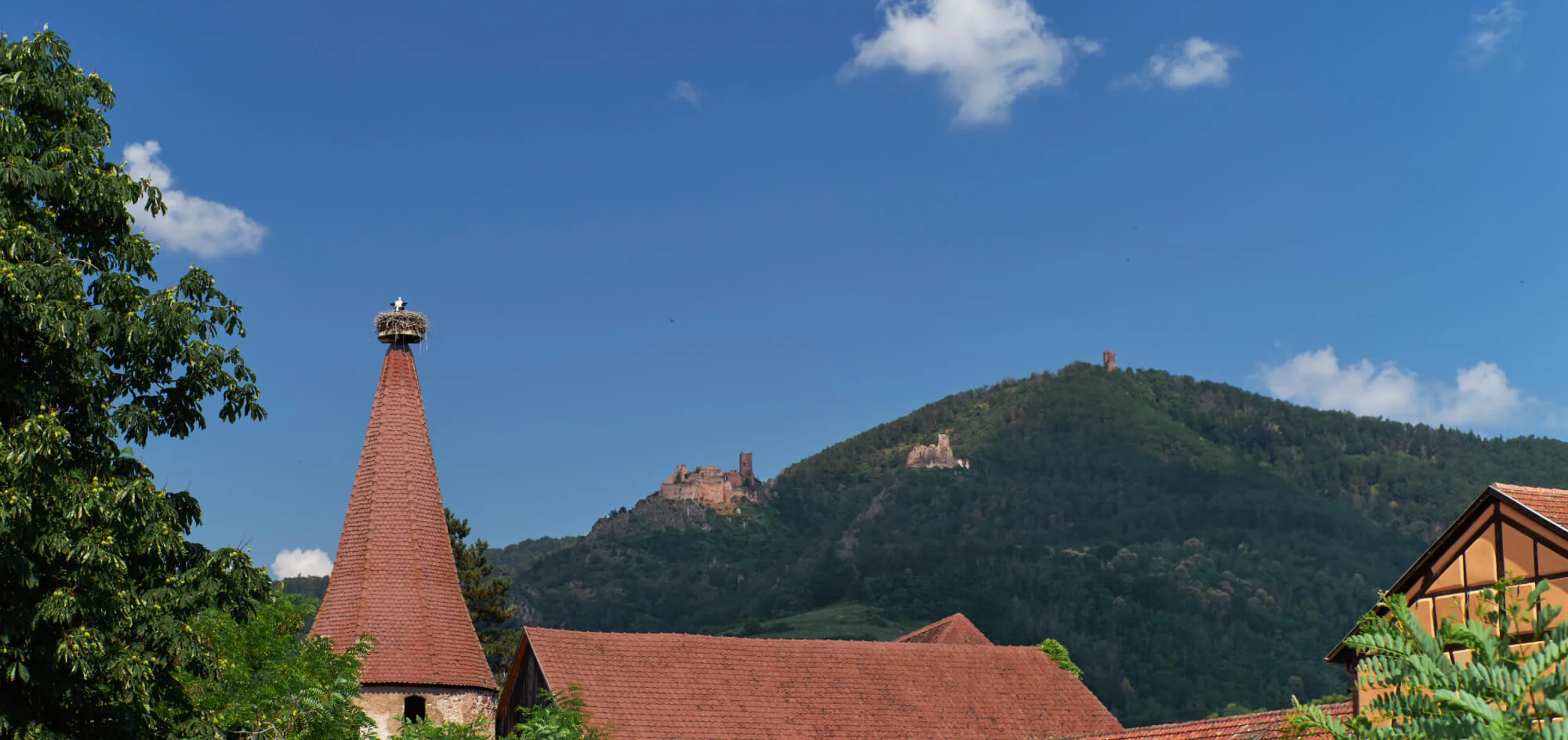 Ribeauvillé, cigogne