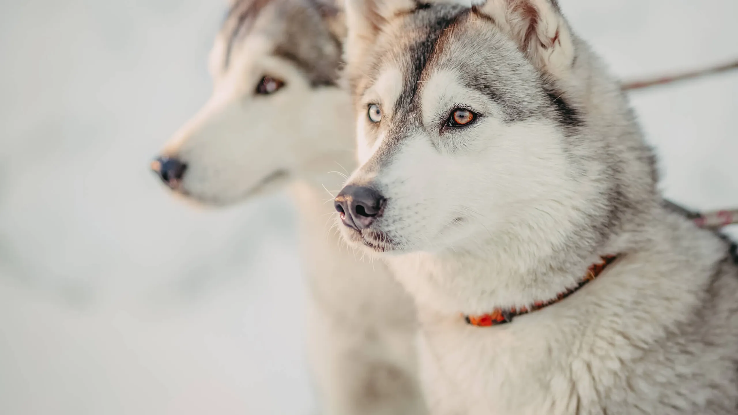 Balade en chiens de traineaux à Courchevel